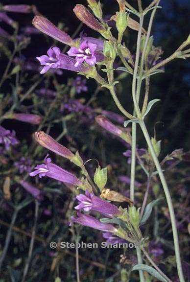 penstemon sp sierra 2 graphic